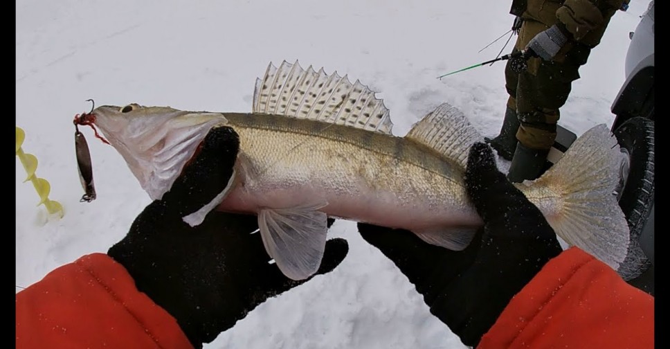 зимняя рыбалка на судака по первому льду