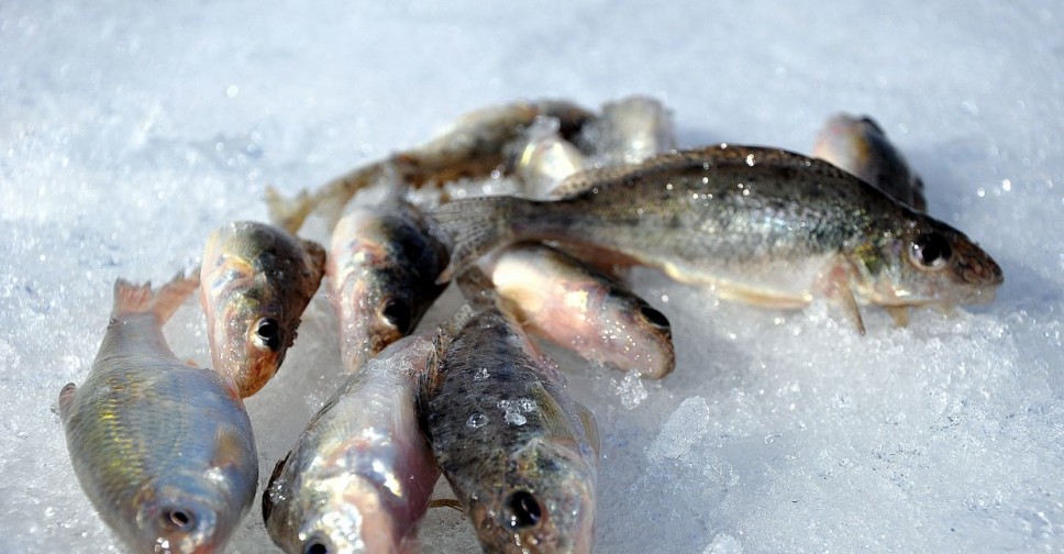 Вести с водоемов новосибирска сегодня. Рыбалка зимой на ОВХ Новосибирск. ОВХ 600. ОВХ пуркагич.