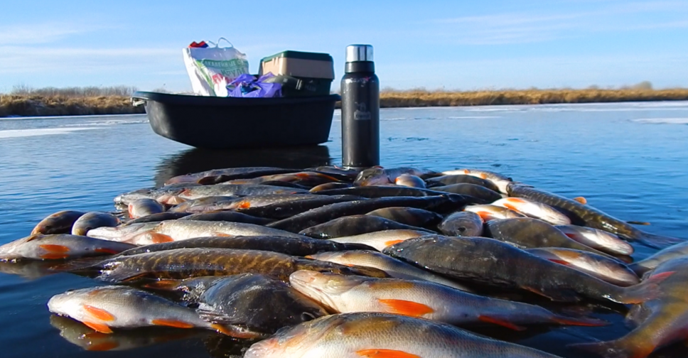 Какая рыба в мешке. Рыбы с мешочком Ангара. Отчёт о рыбалке в Ленинградской области.