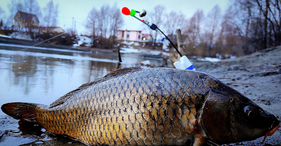 Сазан. Рыбалка в апреле. Карась в реке. Томск , водоемы с крупной рыбой.