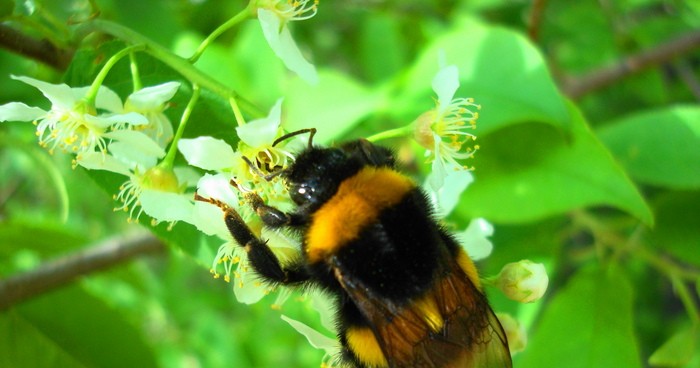 Внешний вид мохнатого шмеля